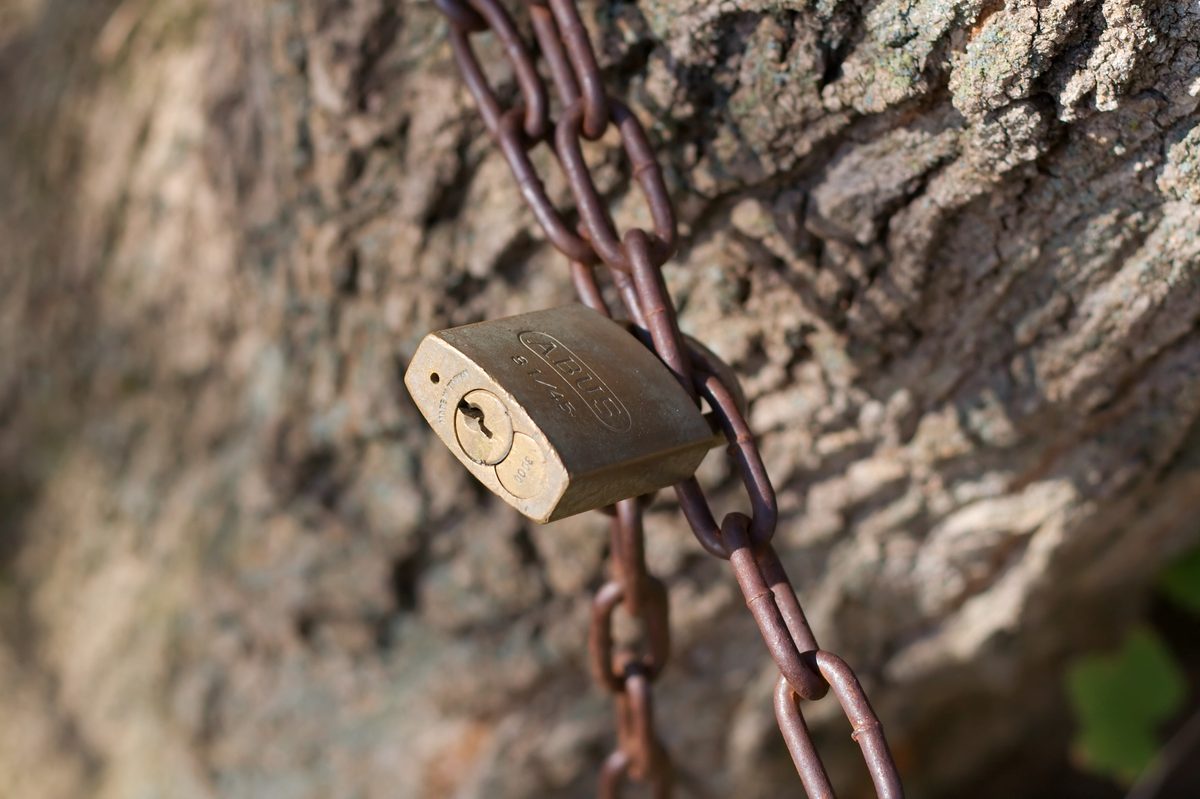 A brass padlock hanging on a rusty iron chain against rough tree bark